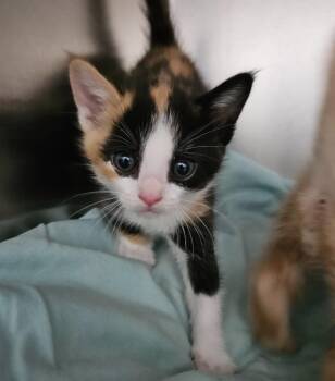 Trix -  Domestic Short Hair Cat Available for Adoption in Los Angeles, California - Trix | PetCurious