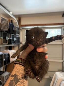 Noodle -  Domestic Short Hair Cat for Adoption in Emerald Isle, North Carolina - Noodle | PetCurious