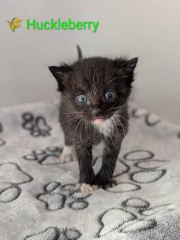 Huckleberry -  Domestic Short Hair Cat for Adoption - Huckleberry | PetCurious