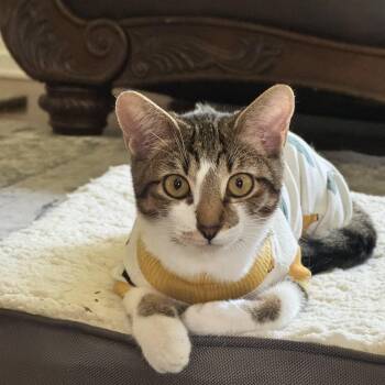 Cookie -  Domestic Short Hair Cat for Adoption in Villa Park, California - Cookie | PetCurious