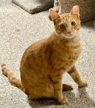 Artie was Woncel -  Domestic Short Hair Cat for Adoption in Ballwin, Missouri - Artie Was Woncel | PetCurious