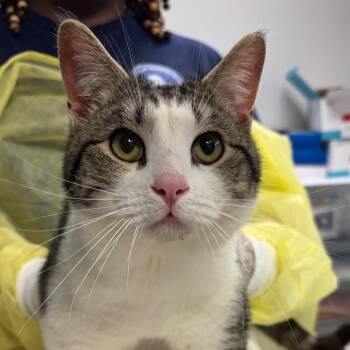 Domestic Short Hair Cats Available for Adoption - Barnacle | PetCurious