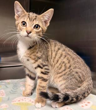 Domestic Short Hair Cats Available for Adoption in Ocala, Florida - Pringle | PetCurious