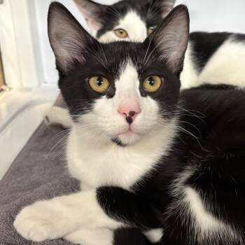 Ferb (Kirshy) -  Domestic Short Hair Cat for Adoption in Sarasota, Florida - Ferb (Kirshy) | PetCurious