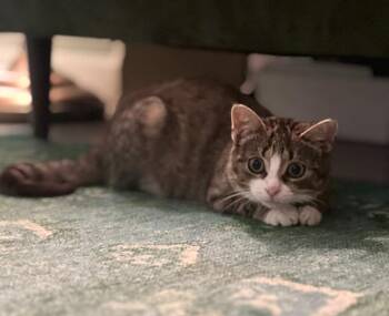 Abigail 2 -  Domestic Short Hair Cat for Adoption in Arthur, Ontario - Abigail 2 | PetCurious