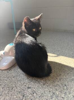 Venus -  Domestic Short Hair Cat for Adoption in Bowling Green, Ohio - Venus | PetCurious