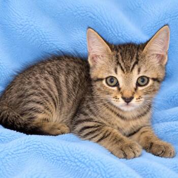 Jack -  Domestic Short Hair Cat for Adoption in Tucson, Arizona - Jack | PetCurious