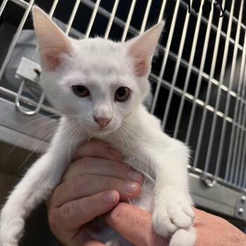 Domestic Short Hair Cats Available for Adoption in Englewood, Florida - Ivory | PetCurious