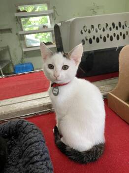 Rescue Domestic Short Hair Cats for Adoption in Hot Springs, Arkansas - Anna | PetCurious