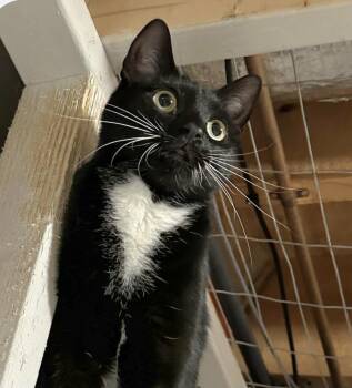 Rescue Domestic Short Hair Cats for Adoption in Attleboro, Massachusetts - Sugar | PetCurious