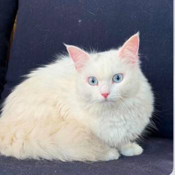 Gisselle -  Turkish Angora and Siberian Cat for Adoption in Brampton, Ontario - Gisselle | PetCurious