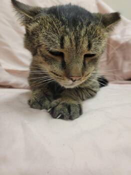 Pickles -  Domestic Medium Hair Cat for Adoption in Lorain, Ohio - Pickles | PetCurious