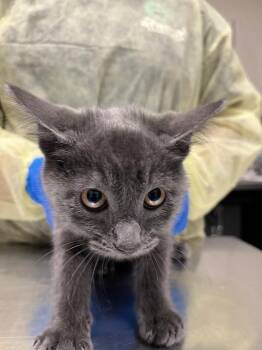 TIMOTHY -  Domestic Medium Hair Cat for Adoption in Las Vegas, Nevada - TIMOTHY | PetCurious