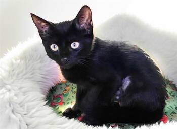 VIVI -  Domestic Short Hair Cat for Adoption in Fort Lauderdale, Florida - VIVI | PetCurious