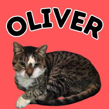 Domestic Short Hair Cats Available for Adoption - Oliver | PetCurious