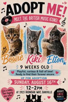 Adoption event - Pet Valu Oakwoods - August 16, 12pm-2pm -  Tabby Cat for Adoption in Mississauga, Ontario - Adoption Event - Pet Valu Oakwoods - August 16, 12pm-2pm | PetCurious