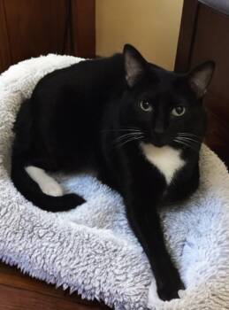 Oreo -  Domestic Short Hair Cat for Adoption in Gilbert, Arizona - Oreo | PetCurious