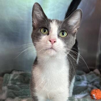 Mary -  Domestic Short Hair Cat for Adoption in Matteson, Illinois - Mary | PetCurious