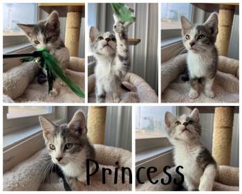 Princess -  Domestic Short Hair Cat for Adoption in Pierceton, Indiana - Princess | PetCurious