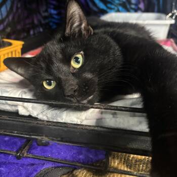 Oscar -  Domestic Short Hair Cat Available for Adoption in Cortland, New York - Oscar | PetCurious