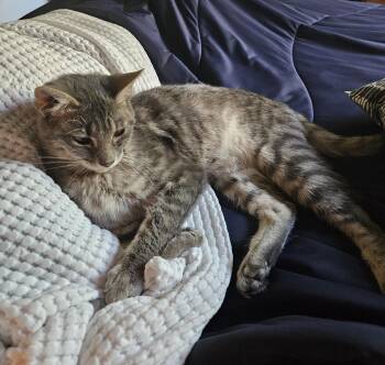 Murdock -  Domestic Short Hair Cat for Adoption in Wheaton, Illinois - Murdock | PetCurious