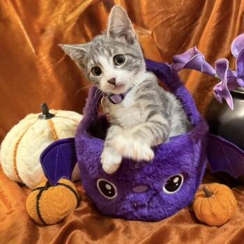 Ivy -  Domestic Short Hair Cat for Adoption in Watertown, Wisconsin - Ivy | PetCurious