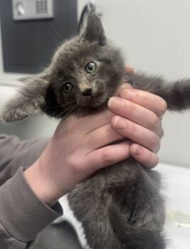 Rescue Domestic Short Hair Cats for Adoption in West Chester, Pennsylvania - Church | PetCurious