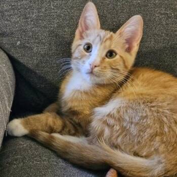 Clover -  Domestic Short Hair Cat for Adoption in Rochester, Minnesota - Clover | PetCurious