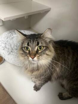 May -  Domestic Long Hair Cat for Adoption in Corpus Christi, Texas - May | PetCurious