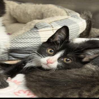 Marinara -  Domestic Short Hair Cat for Adoption in Buellton, California - Marinara | PetCurious