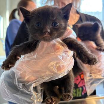 Domestic Short Hair Cats Available for Adoption - Jezebel | PetCurious