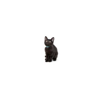 Schmidt -  Domestic Short Hair Cat for Adoption in Los Angeles, California - Schmidt | PetCurious