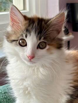 Calico and Domestic Medium Hair Cats Available for Adoption - Cannoli | PetCurious