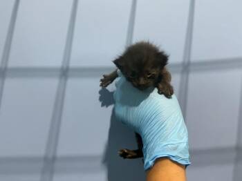 RUEBEN -  Domestic Short Hair Cat for Adoption in San Bernardino, California - RUEBEN | PetCurious