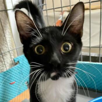 Rescue Tuxedo Cats for Adoption in New York, New York - SALLY L | PetCurious