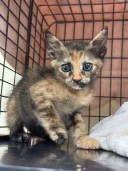 Sporty Spice -  Domestic Short Hair Cat for Adoption in Honolulu, Hawaii - Sporty Spice | PetCurious