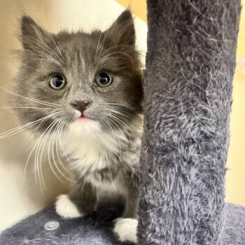 Domestic Medium Hair Cats Available for Adoption in Las Vegas, Nevada - Allan 53605 | PetCurious