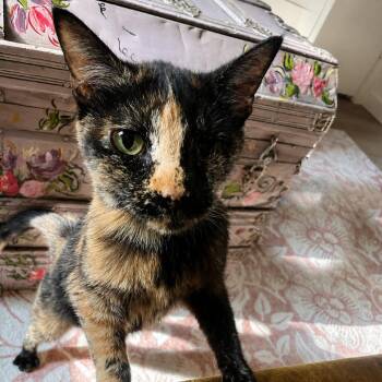 Ophelia -  Domestic Short Hair Cat for Adoption in Austin, Texas - Ophelia | PetCurious
