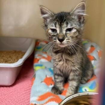 Domestic Medium Hair Cats Available for Adoption - Britney | PetCurious