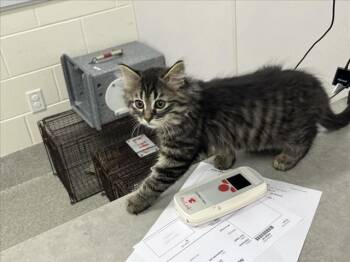 CRYSTAL -  Domestic Short Hair Cat for Adoption in Loveland, Colorado - CRYSTAL | PetCurious
