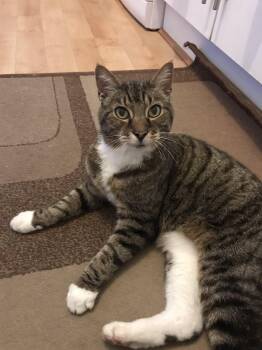 Rescue Domestic Short Hair Cats for Adoption in San Diego, California - Nala | PetCurious