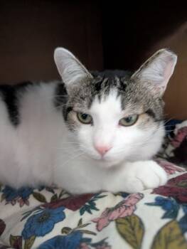 Rescue Tabby Cats for Adoption in Capshaw, Alabama - STINGRAY | PetCurious