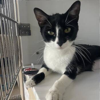 Dixie -  Domestic Short Hair Cat for Adoption in Prescott, Arizona - Dixie | PetCurious