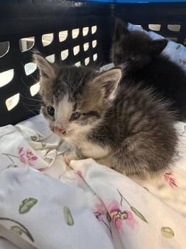 Domestic Short Hair Cats Available for Adoption in Houston, Texas - A654512 | PetCurious