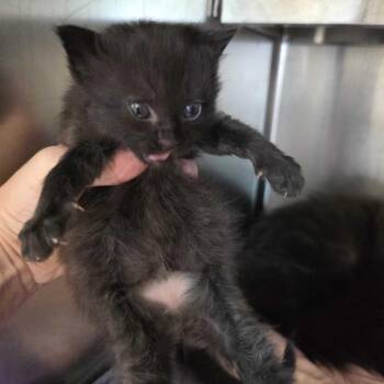 BBQ -  Domestic Long Hair Cat for Adoption in Asheville, North Carolina - BBQ | PetCurious