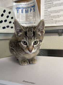 Rescue Domestic Short Hair Cats for Adoption in Bolivar, Missouri - Veronica | PetCurious