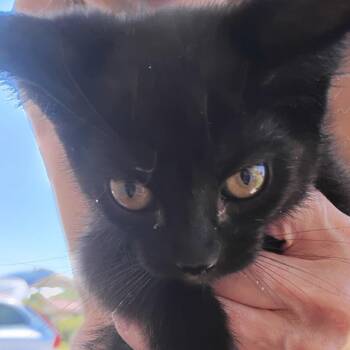 Jet -  Domestic Short Hair Cat for Adoption in Grantsville, Utah - Jet | PetCurious