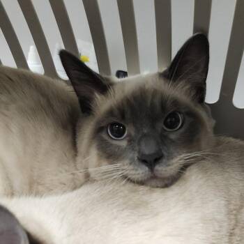 Theo -  Siamese and Domestic Short Hair Cat for Adoption in Tampa, Florida - Theo | PetCurious