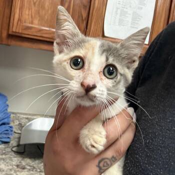 Tejay - 081802U -  Domestic Short Hair Cat for Adoption in Tupelo, Mississippi - Tejay - 081802U | PetCurious