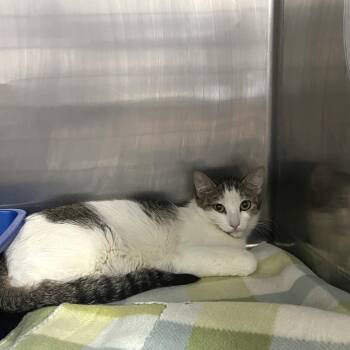 Domestic Short Hair Cats Available for Adoption in Idaho Falls, Idaho - Pansy | PetCurious